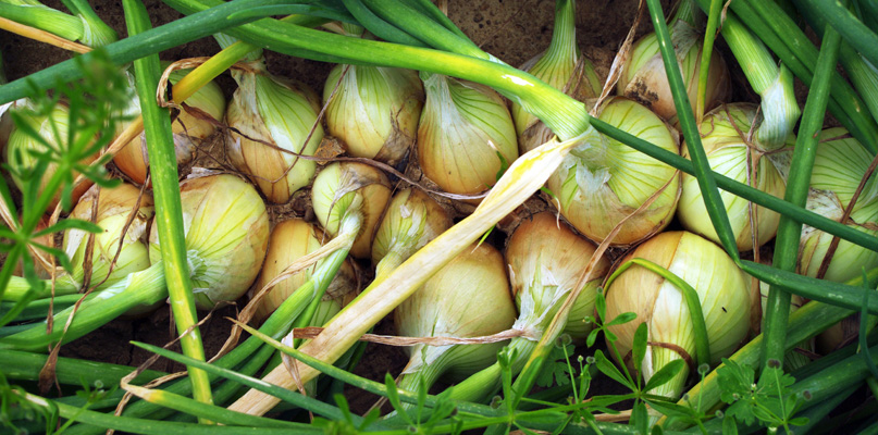 oignons oignons