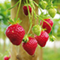 Cueillette d'Anserville Fraises remontantes
