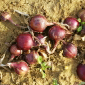 Cueillette d'Anserville L'oignon rouge d'hiver