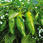 Cueillette d'Anserville Le piment