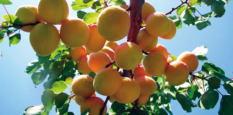 abricots abricots