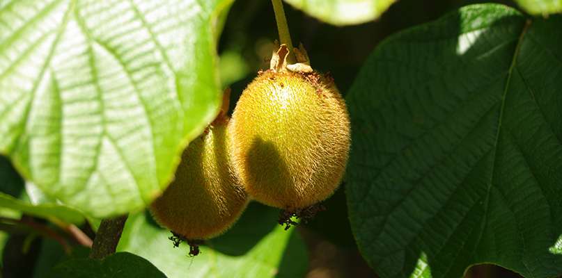 kiwis kiwis