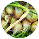 Oignons
