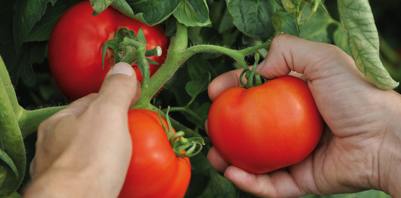 tomates tomates