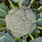 Cueillette d'Anserville Brocoli