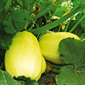 Cueillette d'Anserville La courge spaghetti