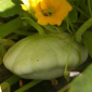 Cueillette d'Anserville Le pâtisson
