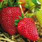 Cueillette d'Anserville Fraises de saison
