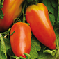 Cueillette d'Anserville Tomate des Andes
